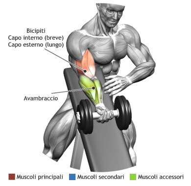 muscoli allenati bicipiti curl concentrato panca alta