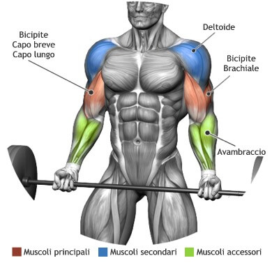 mappa muscolare bicipiti curl bilanciere in piedi