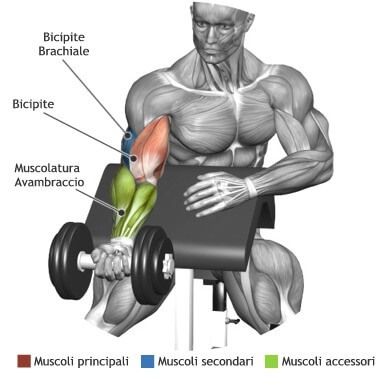 mappa muscoli bicipiti curl scott manbrio