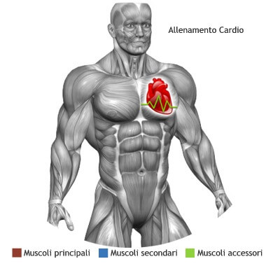 mappa muscolare cardio rowing