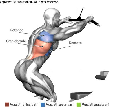 mappa muscolare dorsali chiusure pull down lat machine