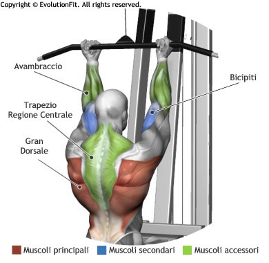 mappa muscolare dorsali lat machine inverso
