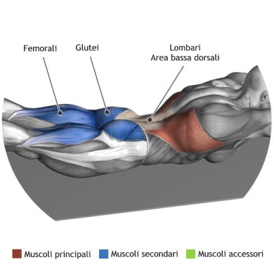 mappa muscolare dorsali lombari a terra