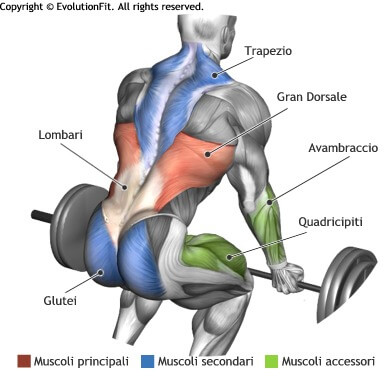 Stacco da terra muscoli coinvolti