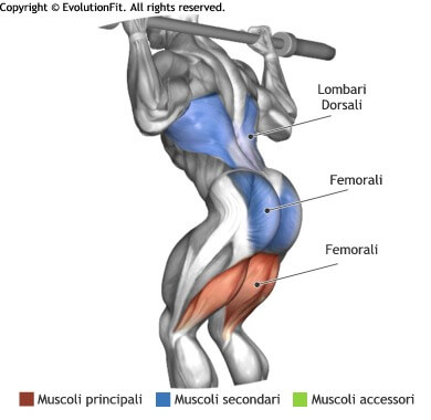 mappa muscolare femorali good morning