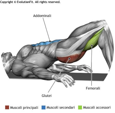 mappa muscolare glutei bridge a terra