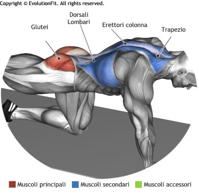 mappa muscolare glutei superman a terra