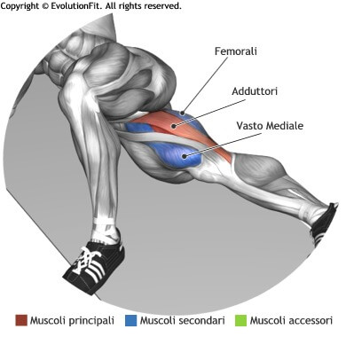 mappa muscolare adduttori alzate gamba interna sdraiato