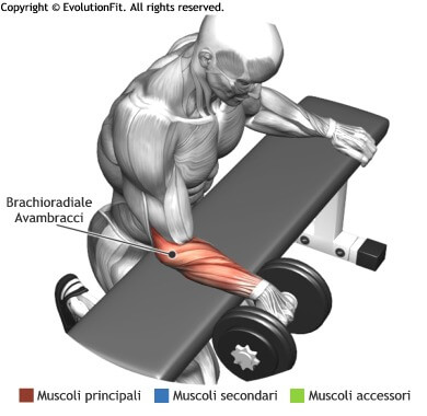 mappa muscolare avambracci curl polso inverso panca piana