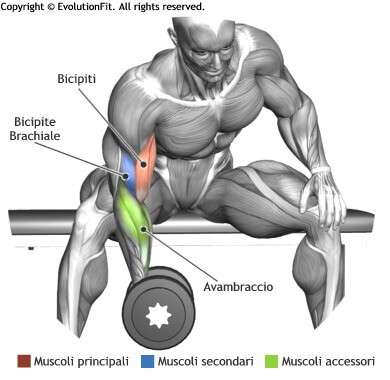 mappa muscolare bicipiti concentrato seduto panca piana