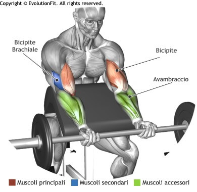 mappa muscolare bicipiti curl panca scott bilanciere