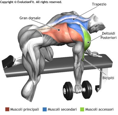mappa muscolare dorsali rematore 1 manubrio panca piana