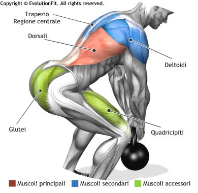 mappa muscolare dorsali stacchi 1 kettlebell