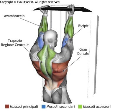 mappa muscolare dorsali trazioni sbarra presa inversa