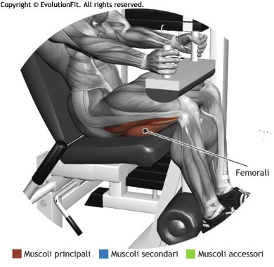 mappa muscolare femorali leg curl seduto