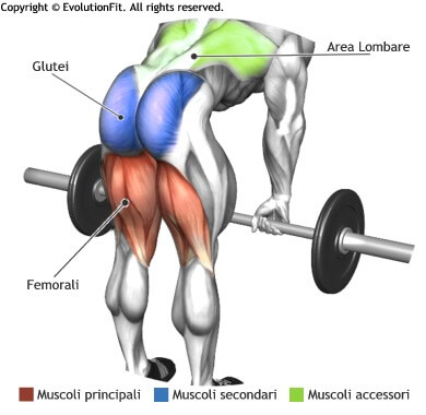 mappa muscolare femorali stacchi a gambe tese bilanciere