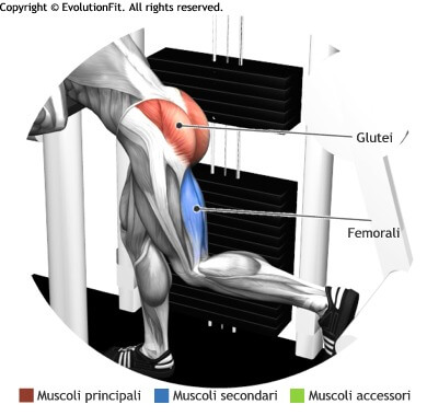 mappa muscolare glutei gluteus machine