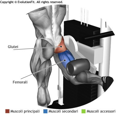 mappa muscolare glutei slanci posteriori multi hip