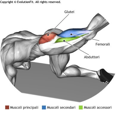Mappa muscolare glutei slanci posteriori gamba piegata