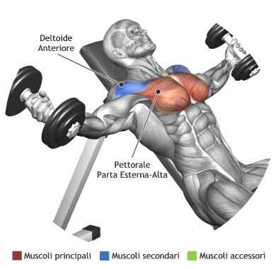 muscoli utilizzati per aperture panca alta 2 manubri