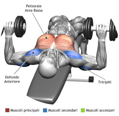 mappa muscolare pettorali spinte manubri panca bassaSollevare i manubri verso l'alto, mantenendoli paralleli al piano per tutto il movimento, sino ad estendere quasi completamente le braccia (gomiti leggermente flessi nella posizione finale) e fino ad unire i manubri di fronte allo sguardo. Contrarre un attimo e quindi ritornare alla posizione di partenza.