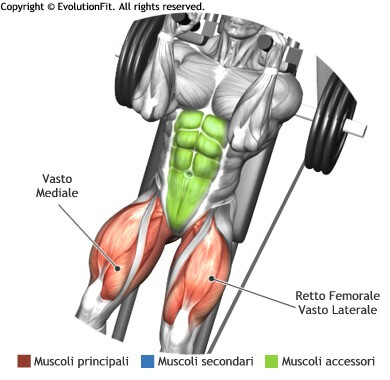 mappa muscolare quadricipiti hack squat