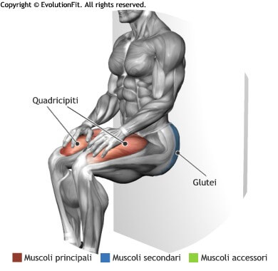 mappa muscolare quadricipiti squat isometria parete