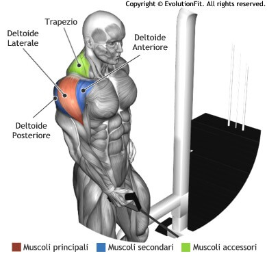 mappa muscolare spalle alzate laterali cavo singolo