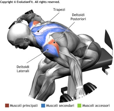 mappa muscolare spalle alzate laterali seduto busto 90