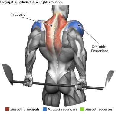 mappa muscolare trapezi shrugs bilanciere dietro in piedi