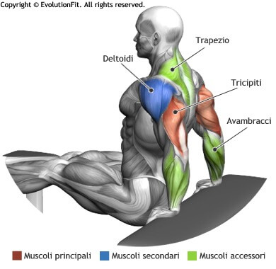 mappa muscolare tricipiti dips tra panche