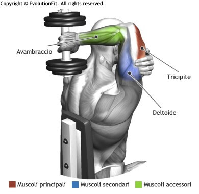 mappa muscolare tricipiti french press seduto manubrio