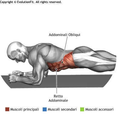 mappa muscolare addominali plank