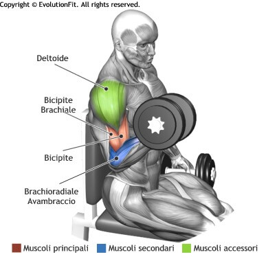 mappa muscolare bicipiti curl bicipiti seduto alternato manubri