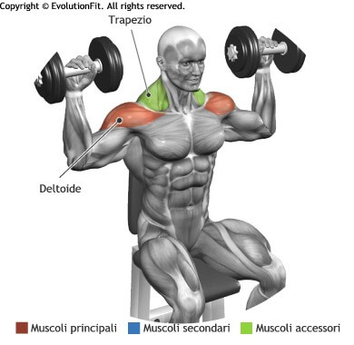 mappa muscolare deltoidi arnold press