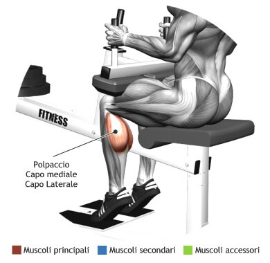 Mappa muscolare polpaccio calf machine seduto