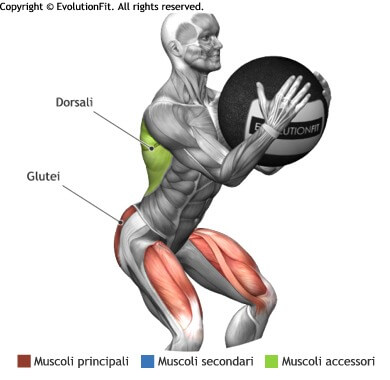 Mappa muscolare quadricipiti goblet squat wallball