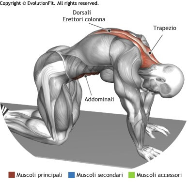 mappa muscolare stretching posizione del gatto