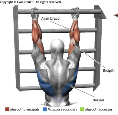 mappa muscolare stretching sospensione alla sbarra in supinazione