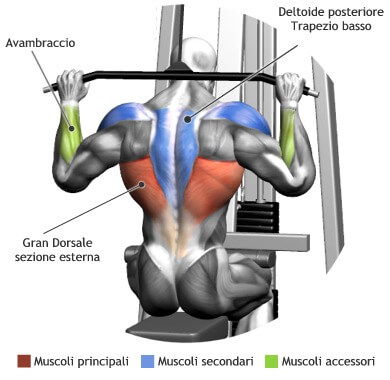 mappa muscolare lat machine dietro