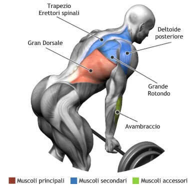 mappa muscolare rematore bilanciere