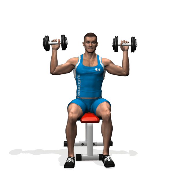 SPINTE SEDUTO 2 MANUBRI EvolutionFit